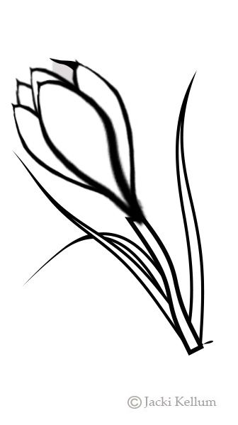 336x600 draw a pair of crocus pages class march how to draw artworks