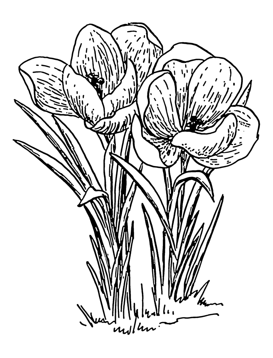 900x1179 Drawing, Graphics, Flower, Transparent Png Image Clipart Free