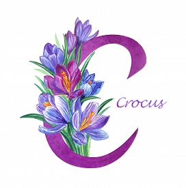 272x275 Drawing Green Leaves Photos And Images