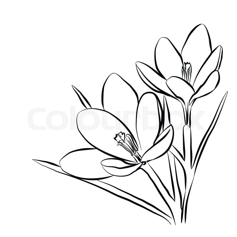 800x800 hand drawn crocus flowers elegant stock vector colourbox