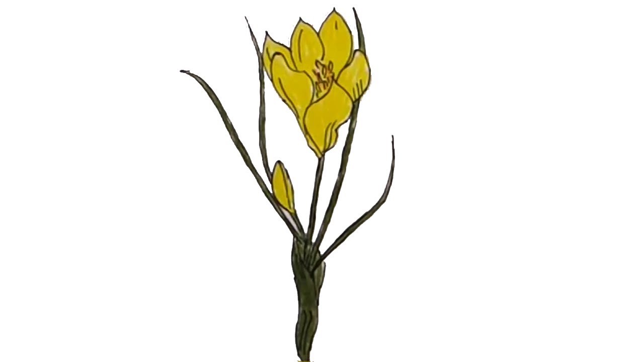 1280x720 how to draw crocus flower easy step