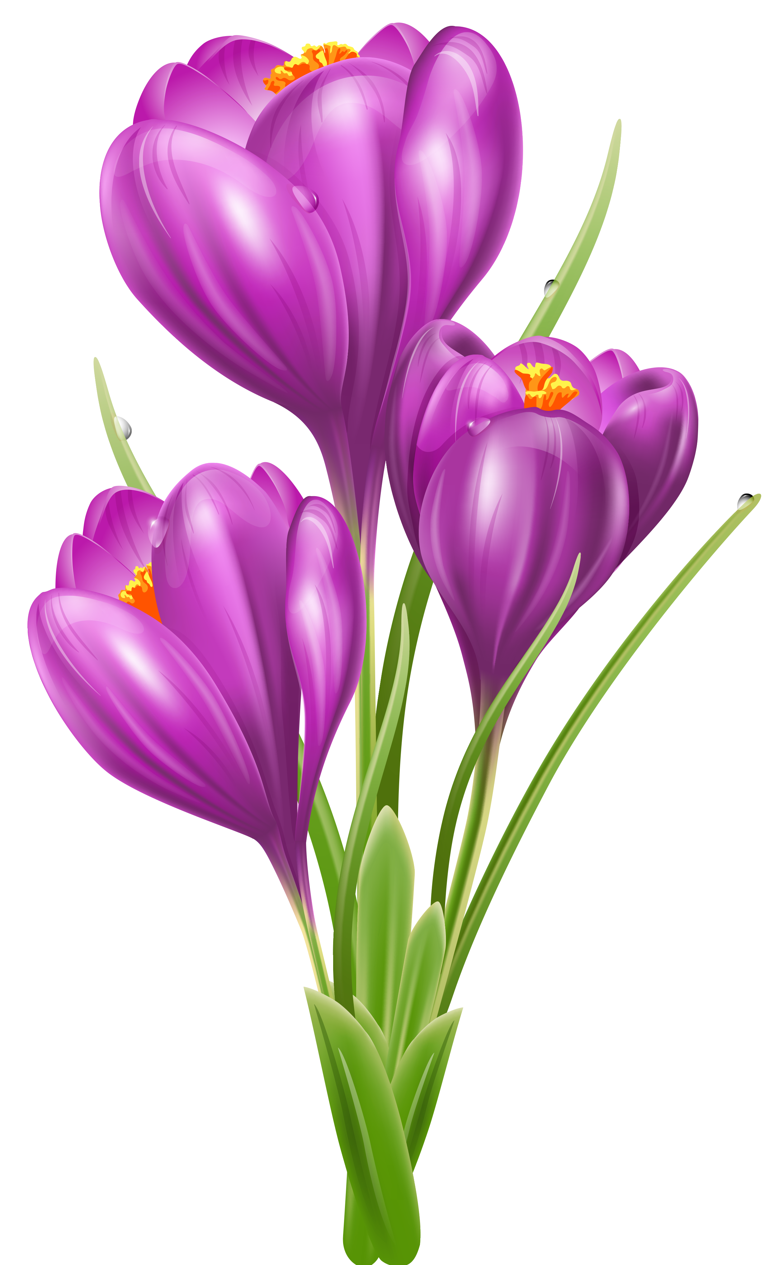 2502x4064 Clip Art Flowers Transparent