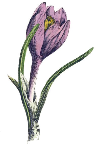 380x577 purple crocus drawing