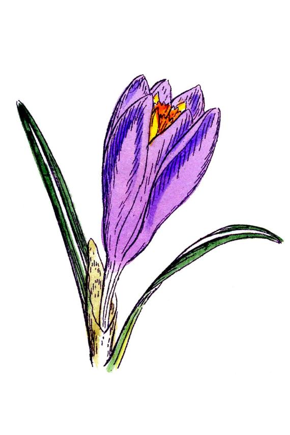 570x855 purple crocus drawing canvas little sticker boy