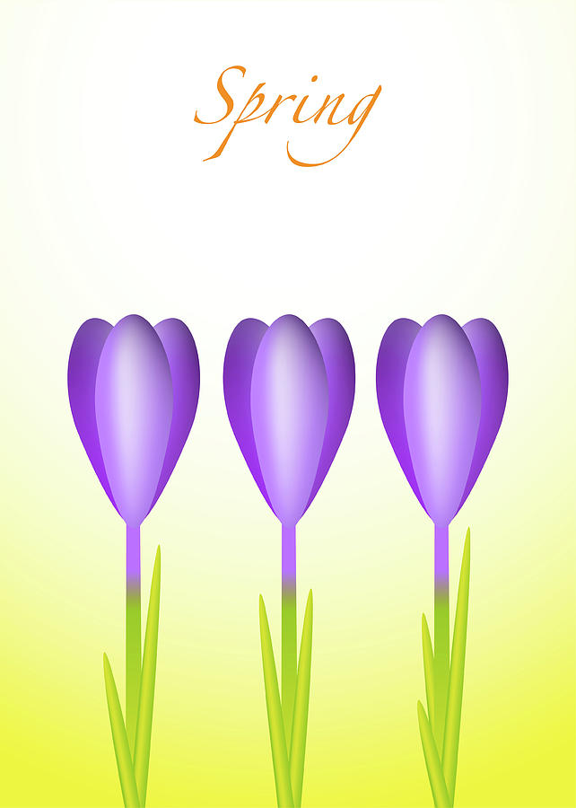 642x900 Three Crocuses Drawing