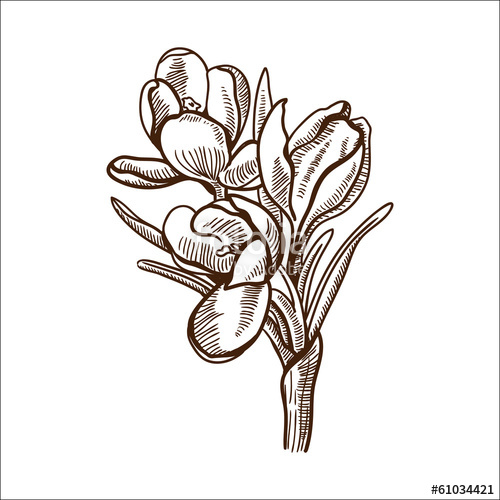 500x500 Crocuses Flower Isolated On White Stock Image And Royalty Free