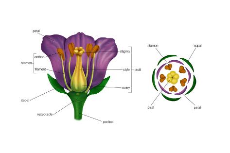 473x315 Diagram On Right Shows Arrangement Of Floral Parts In Cross
