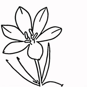 300x300 Draw A Flower Inspirationa Drawings Flowers Step