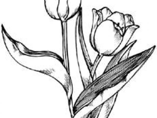 640x480 Drawings Of Roses And Tulips Best Flowers Tulip Images