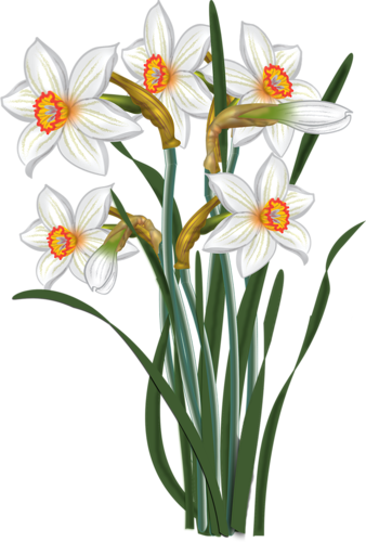338x500 Narcissus Drawing Paperwhite Flower Transparent Png Clipart Free