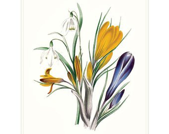 340x270 Purple Crocus Print Etsy