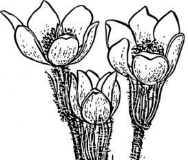 273x233 Rose Flower Crocus Clip Art Free Vectors Ui Download