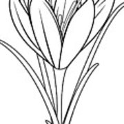 180x180 Saffron Crocus Flower Black And White Coloring Book