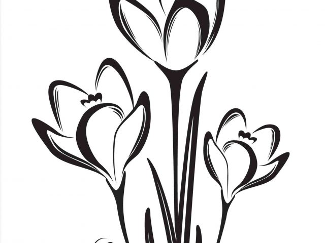 Crocus Flower Drawing | Free download on ClipArtMag