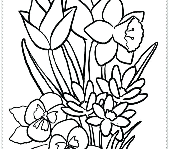 678x600 Spring Drawings Set Of Gorgeous Botanical Drawings Of Spring