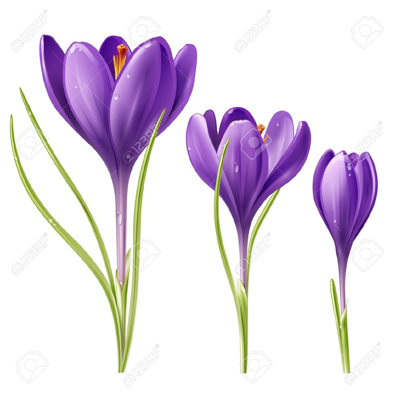 1300x1300 Stock Vector In Flowers Colors Saffron Crocus, Saffron