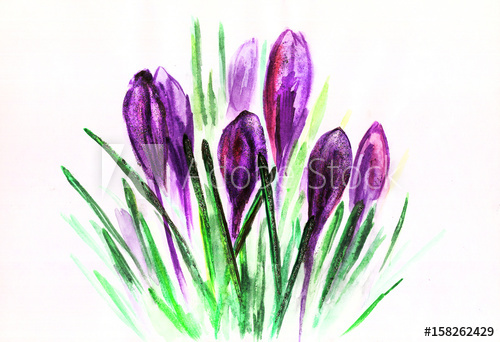 500x342 Watercolor Purple Tulips With Green Leaves Drawing