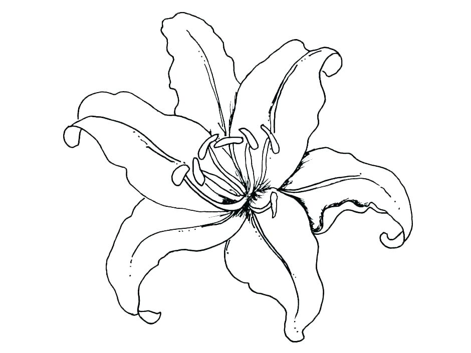 940x705 Parts Of A Flower Coloring
