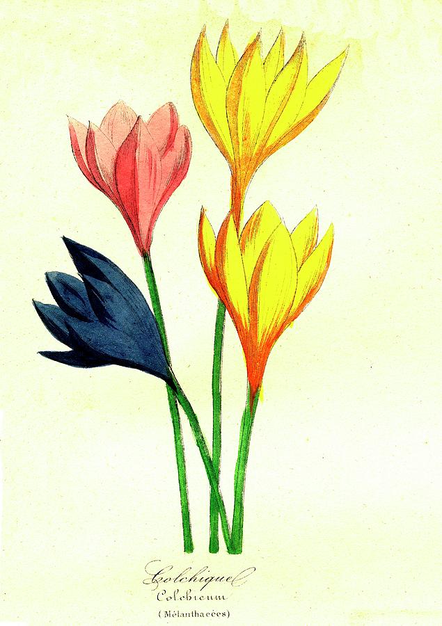 635x900 Autumn Crocus Flowers Photograph