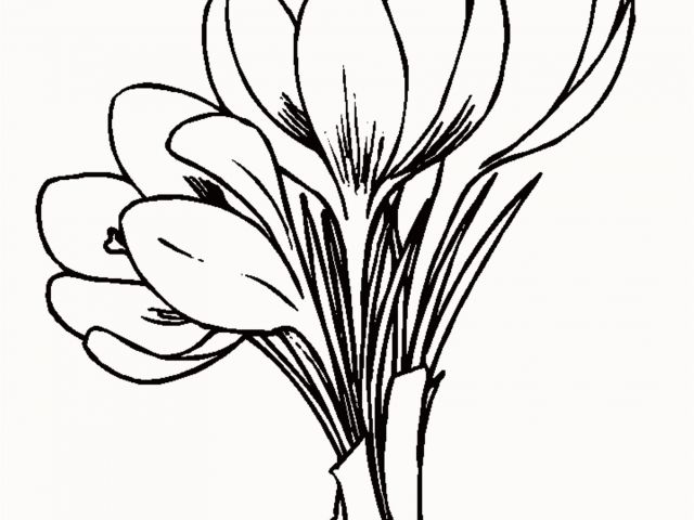 640x480 Crocus Coloring