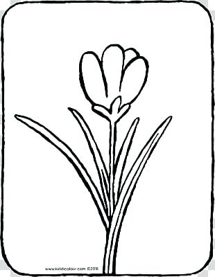310x400 Crocus Coloring Parts Plant