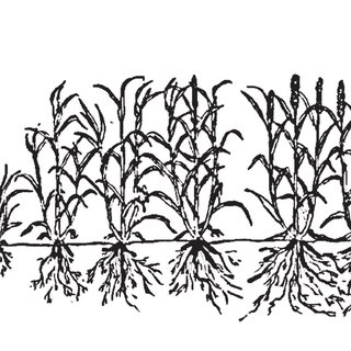 320x320 water requirement of pearl millet in comparison with other crops