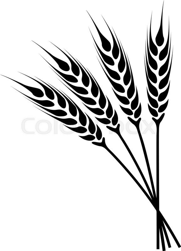 578x800 barley drawing agricultural crop for free download