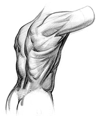 200x238 How To Draw Lower Back Muscles