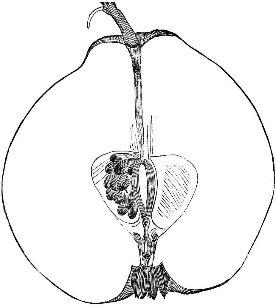 926x1024 Cross Section Of A Portugal Quince Pear Clipart Etc