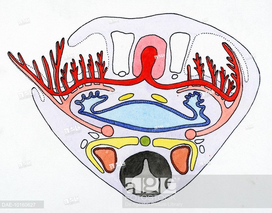 892x700 Cross Section Of A Tadpole, Amphibians, Drawing, Stock Photo