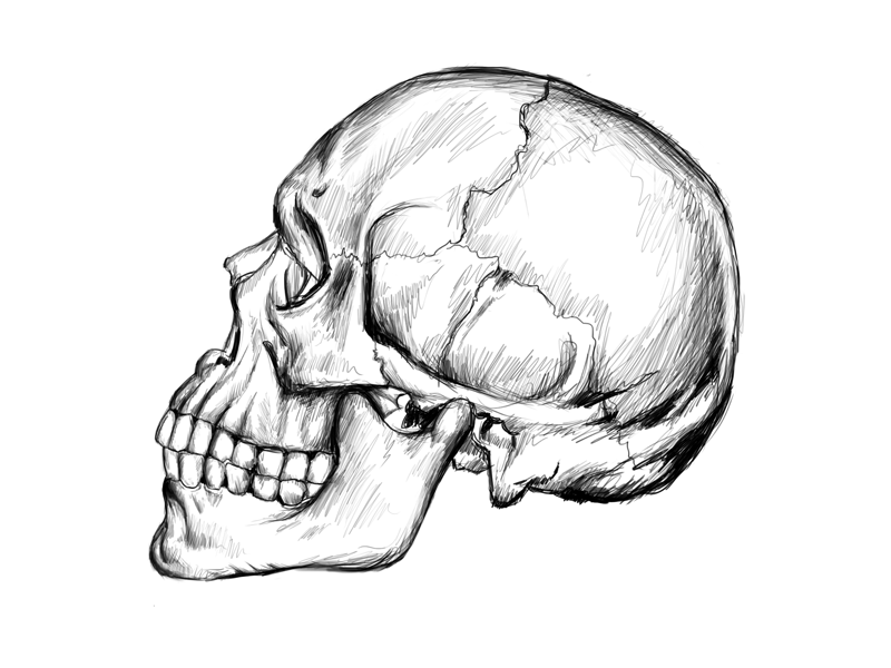800x600 Skull Wacom Sketch