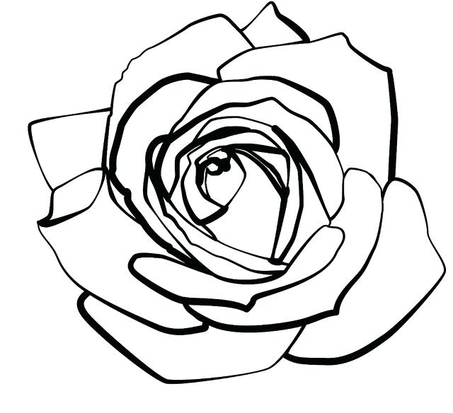 640x584 Rose Drawings