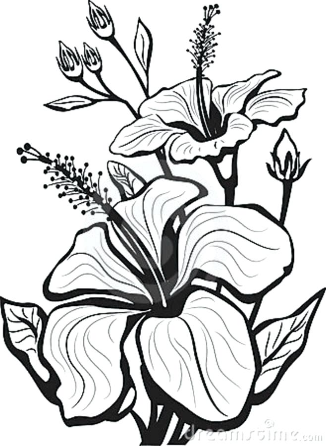 658x900 Draw Hibiscus Flower