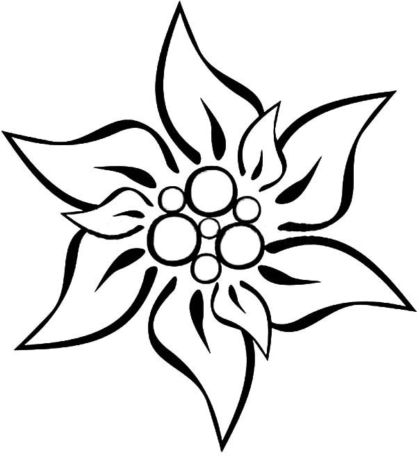 600x681 Edelweiss Flower Coloring Page