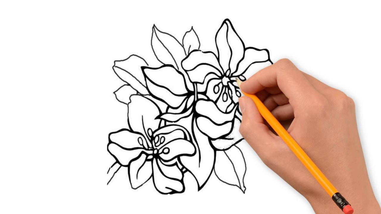 1280x720 Flower Nature Pencil To Draw Step