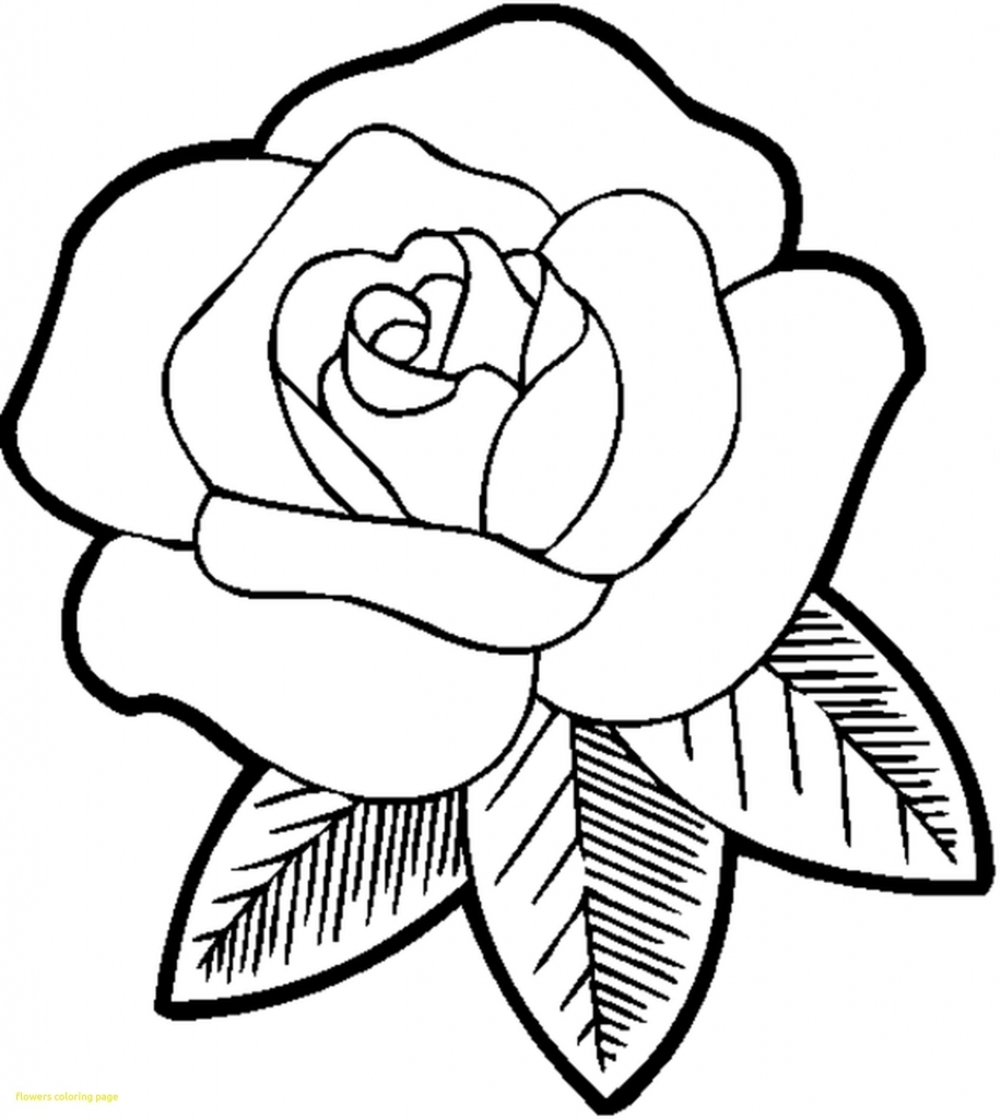 916x1024 Coloring Pages Of Roses Andearts Medium Lengthair Dolphins Free