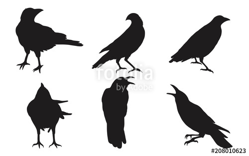 500x313 Set Of Crow Vector On White Background Birds Vector