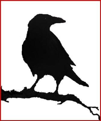 335x402 crow drawing raven crows and ravens