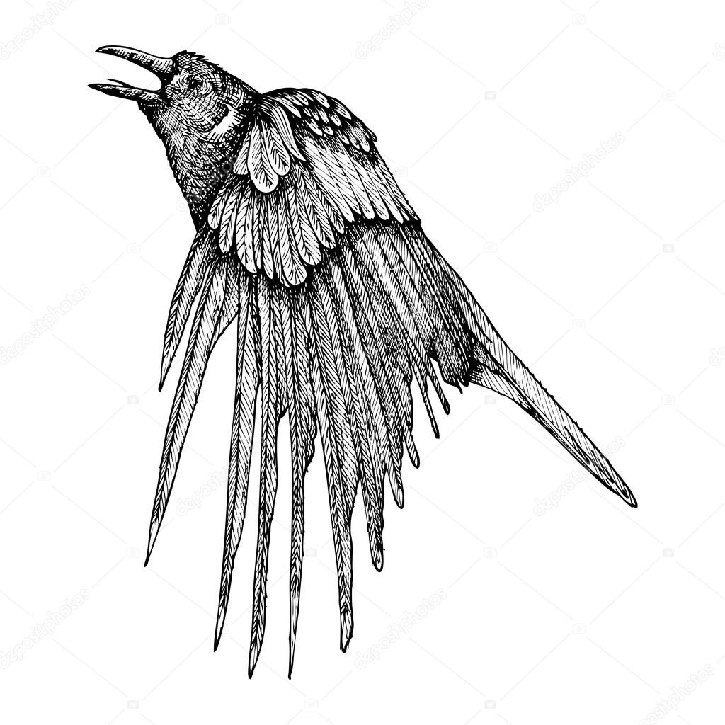1024x1024 crow drawing line sketch new best ravens and crows images