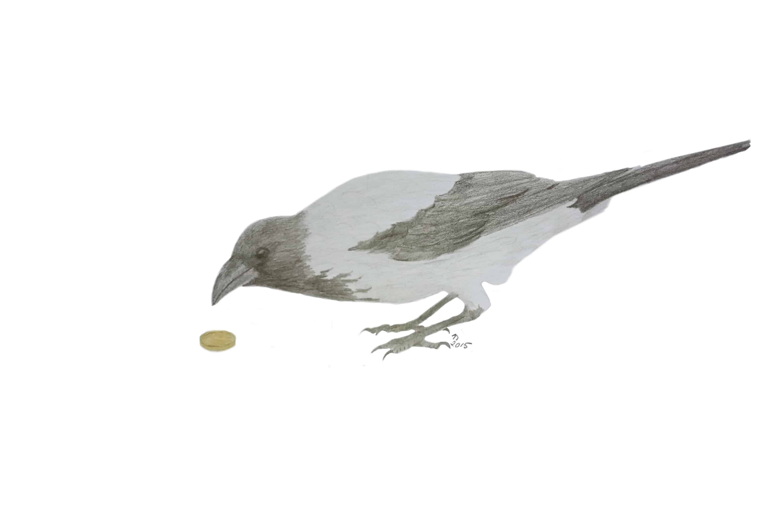 3140x2152 Curious Crow