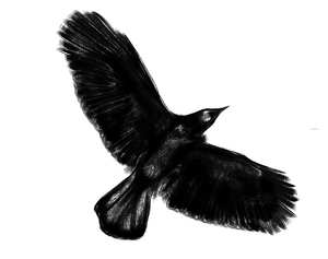 300x237 Download Free Picture Crow Silhouette Drawing Clipart