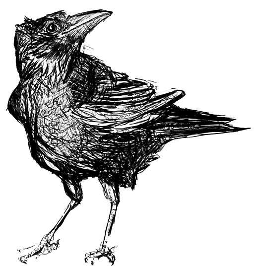 514x550 Crow