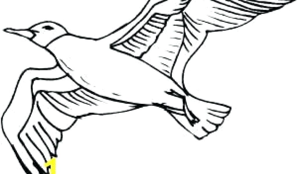 1024x600 Crow Mama And Baby Crows Coloring