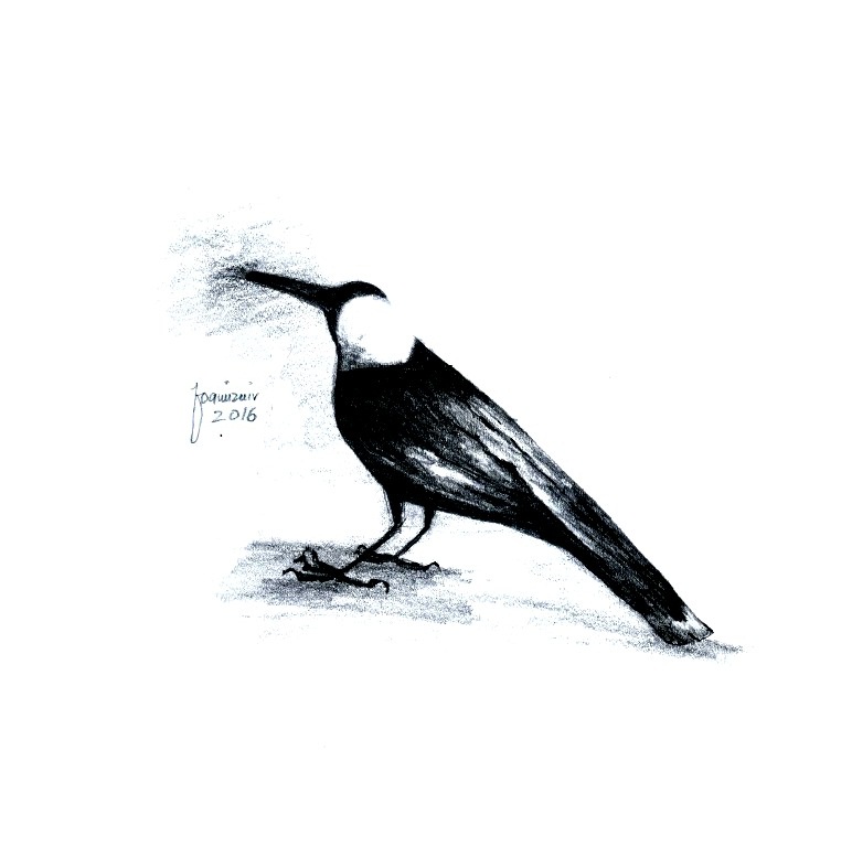 772x768 Crow Sketch!