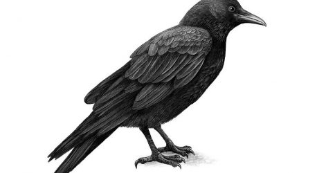 471x250 Drawing A Crow Tags Cross Drawings Crocodile Color