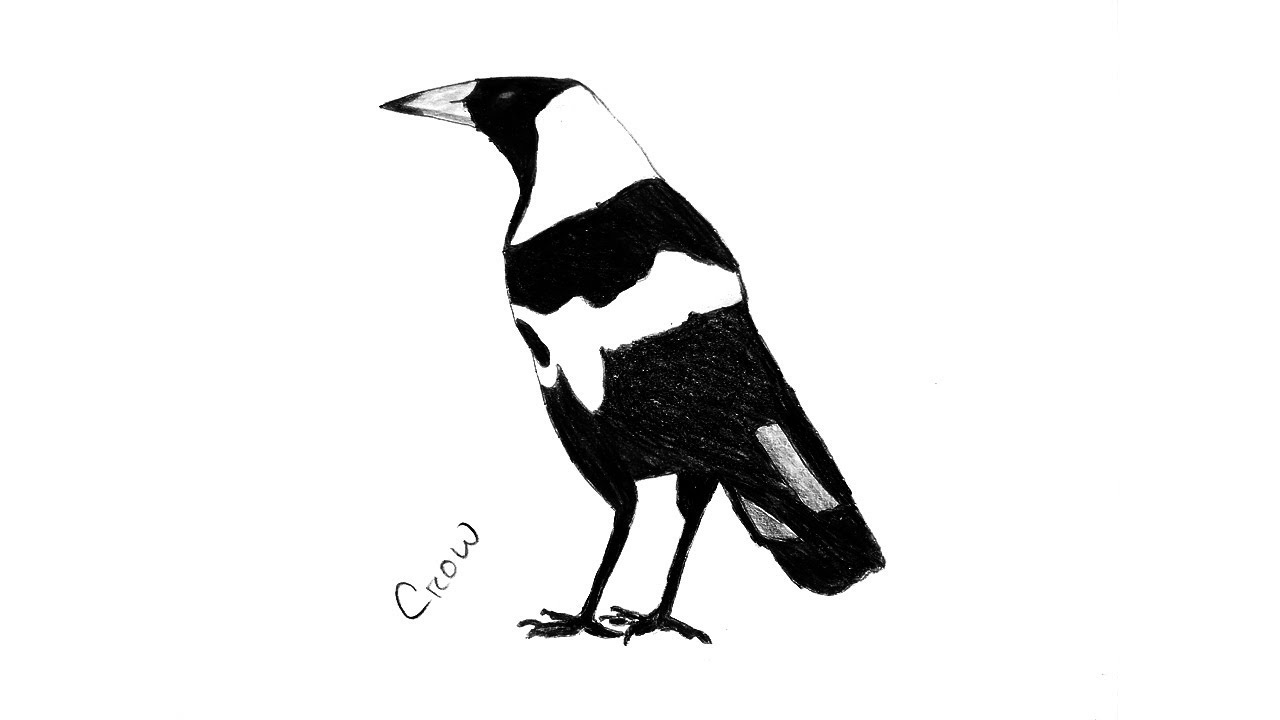 1280x720 How To Draw Crow Step