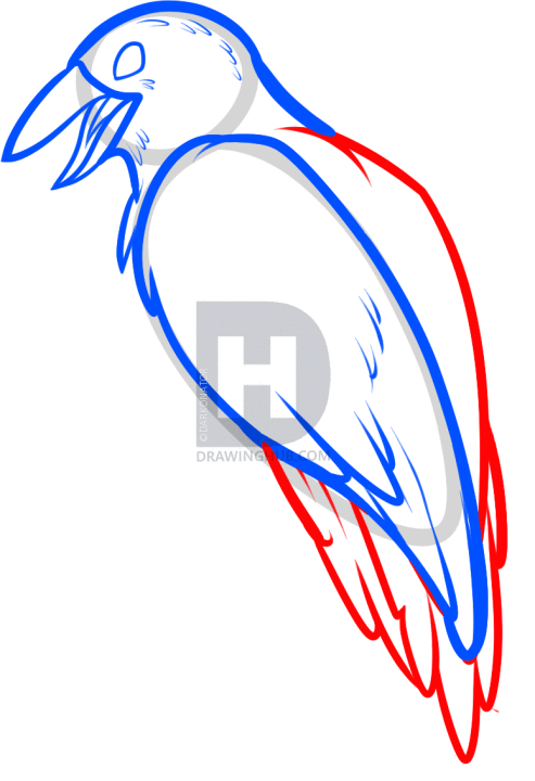 493x720 How To Draw A Halloween Crow, Step