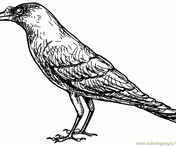 678x563 Crow Pictures To Color Black Crow Coloring