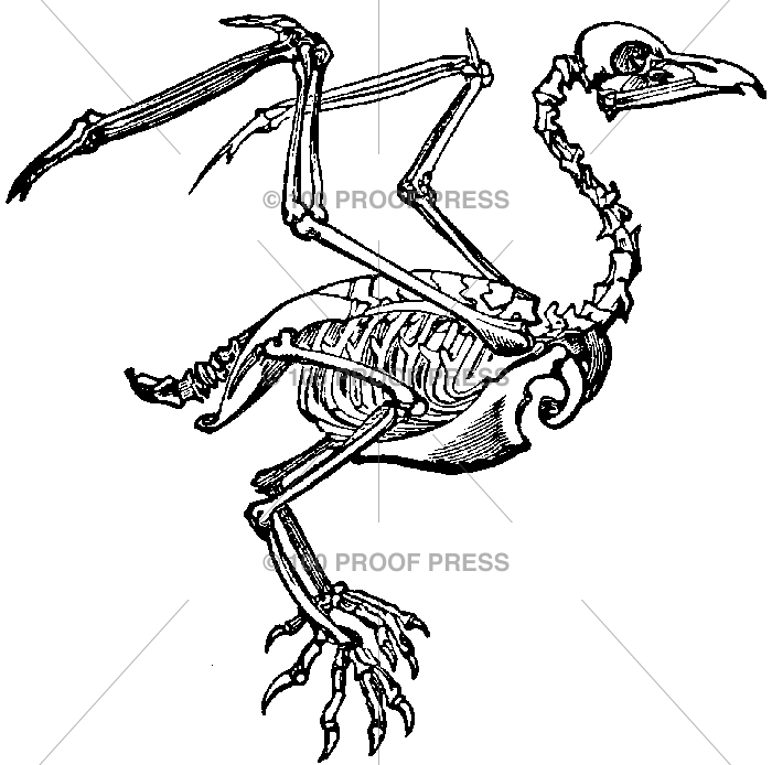 700x694 Skeleton Drawing Crow For Free Download