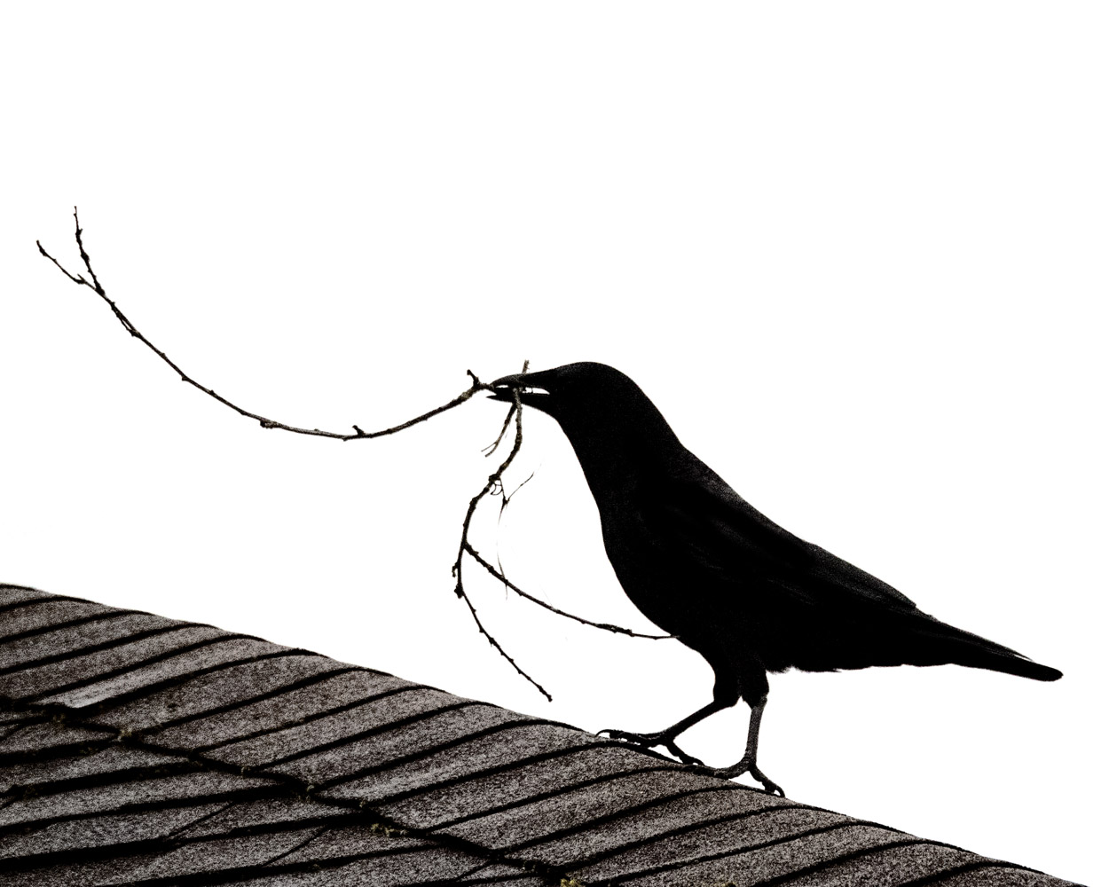 1250x1000 Crows And Ravens The Urban Nature Enthusiast